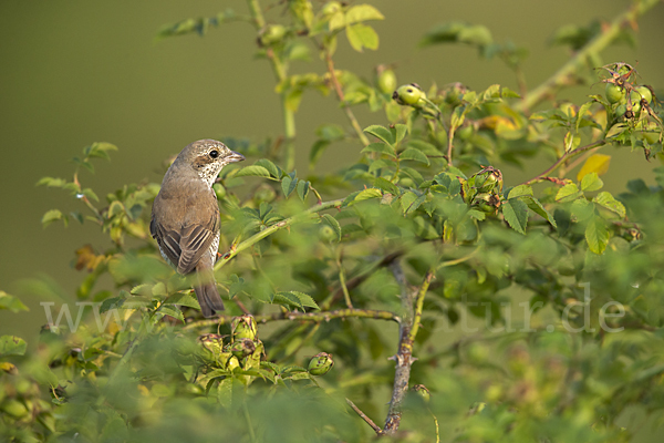 Neuntöter (Lanius collurio)