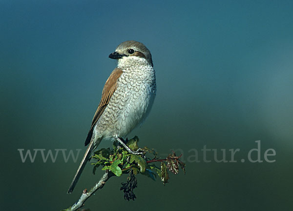 Neuntöter (Lanius collurio)