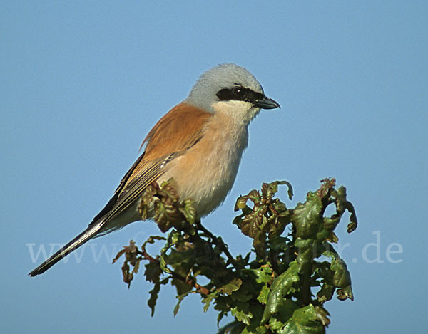 Neuntöter (Lanius collurio)