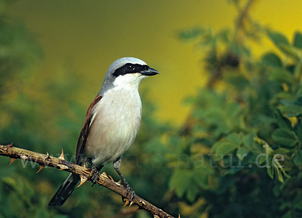 Neuntöter (Lanius collurio)