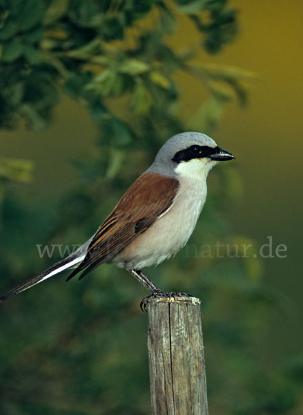 Neuntöter (Lanius collurio)