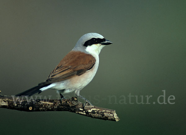 Neuntöter (Lanius collurio)