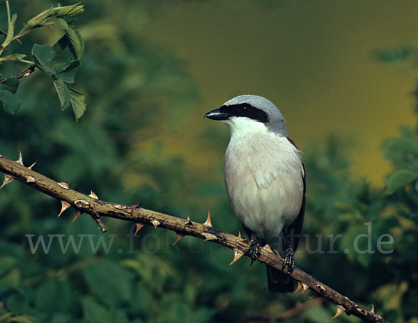 Neuntöter (Lanius collurio)