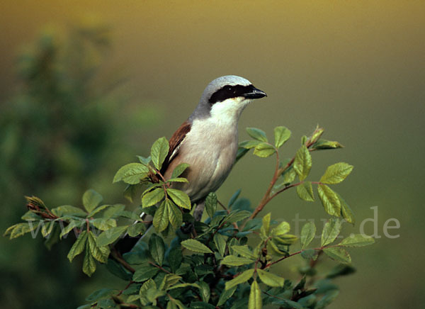 Neuntöter (Lanius collurio)