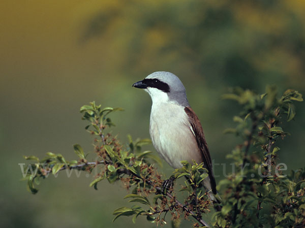 Neuntöter (Lanius collurio)