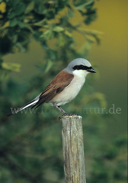 Neuntöter (Lanius collurio)