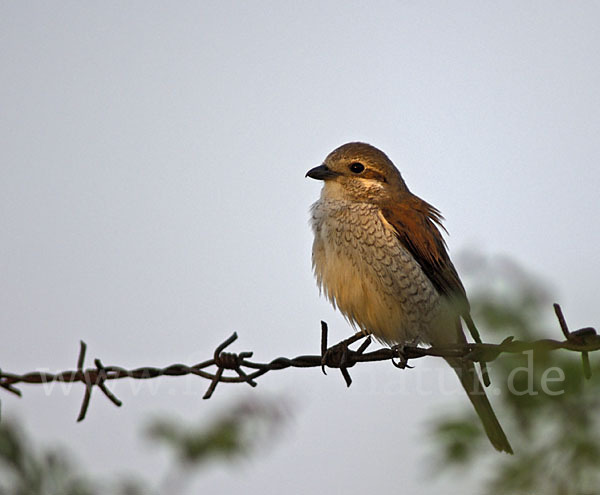 Neuntöter (Lanius collurio)