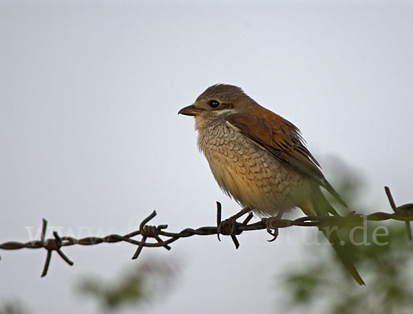 Neuntöter (Lanius collurio)