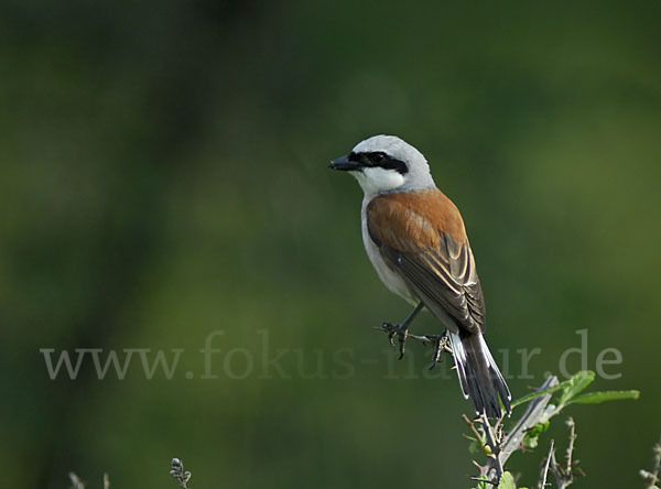 Neuntöter (Lanius collurio)