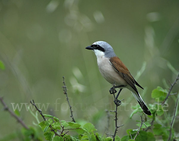 Neuntöter (Lanius collurio)