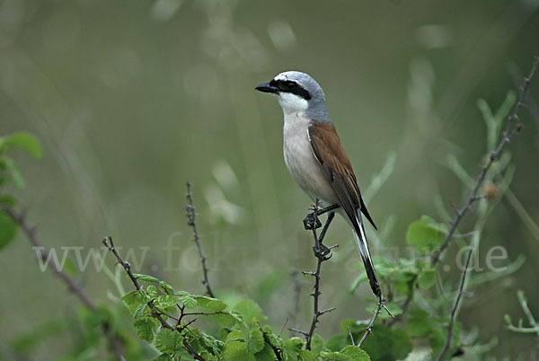 Neuntöter (Lanius collurio)