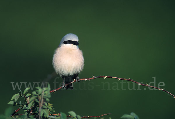 Neuntöter (Lanius collurio)