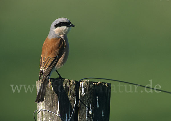 Neuntöter (Lanius collurio)