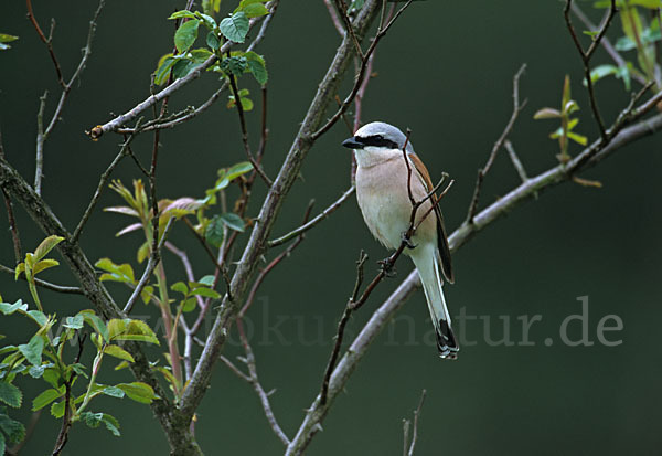 Neuntöter (Lanius collurio)