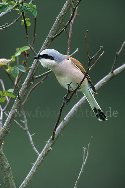 Neuntöter (Lanius collurio)