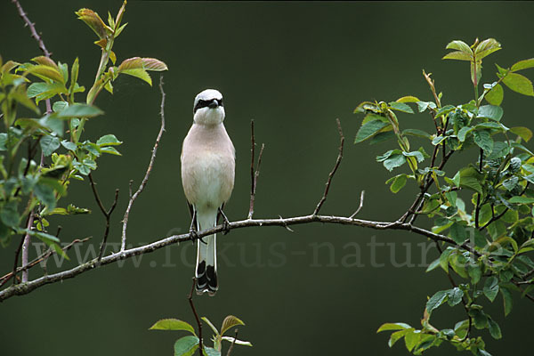 Neuntöter (Lanius collurio)