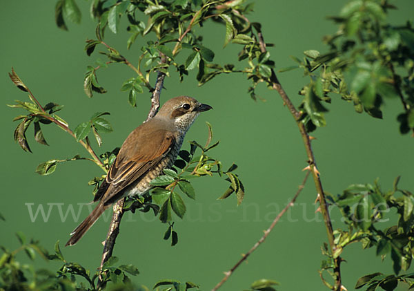 Neuntöter (Lanius collurio)