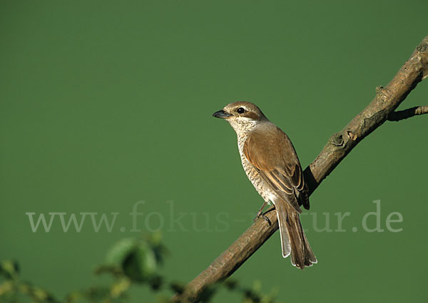 Neuntöter (Lanius collurio)