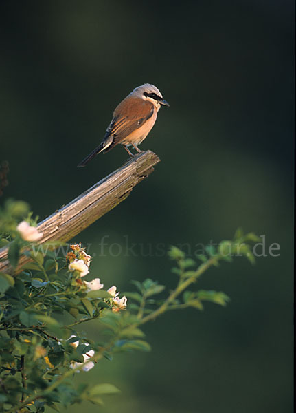 Neuntöter (Lanius collurio)