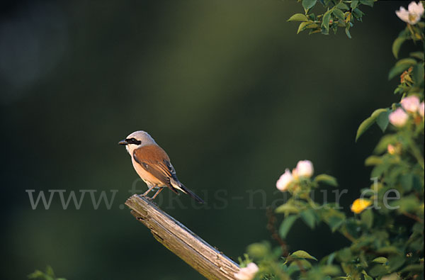 Neuntöter (Lanius collurio)