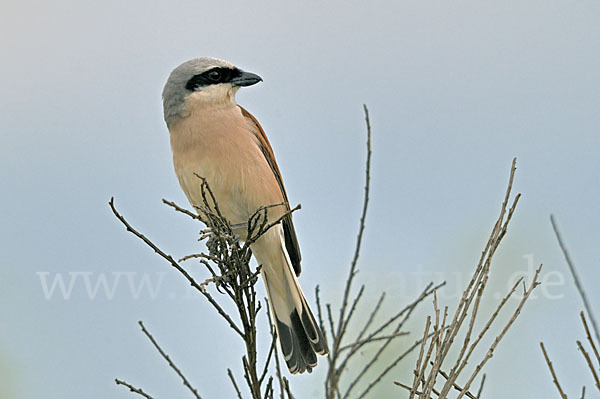 Neuntöter (Lanius collurio)