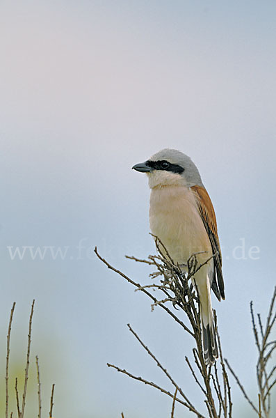 Neuntöter (Lanius collurio)