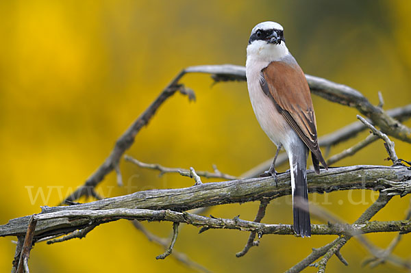 Neuntöter (Lanius collurio)