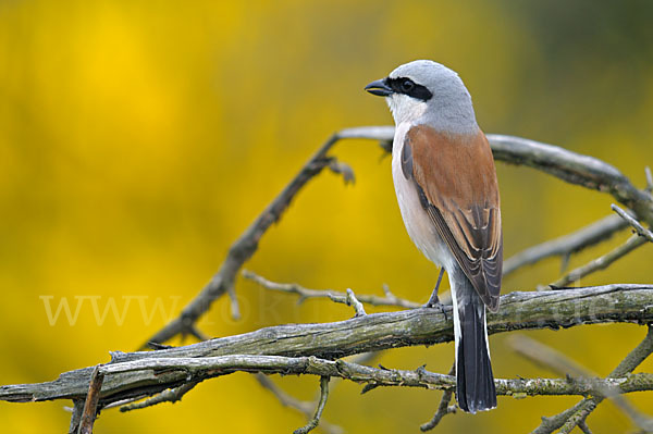 Neuntöter (Lanius collurio)