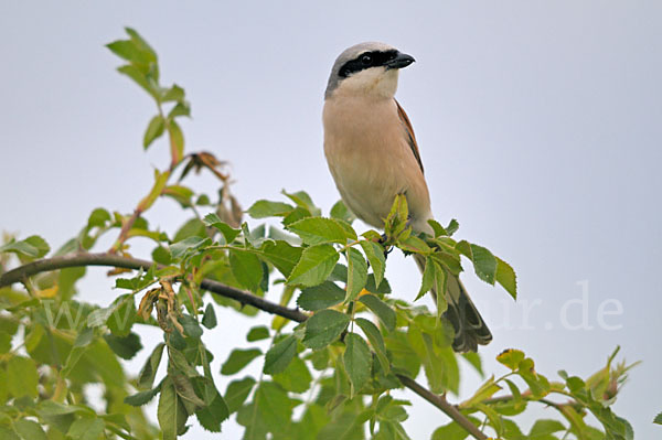 Neuntöter (Lanius collurio)