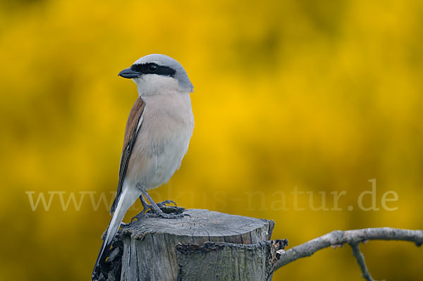 Neuntöter (Lanius collurio)