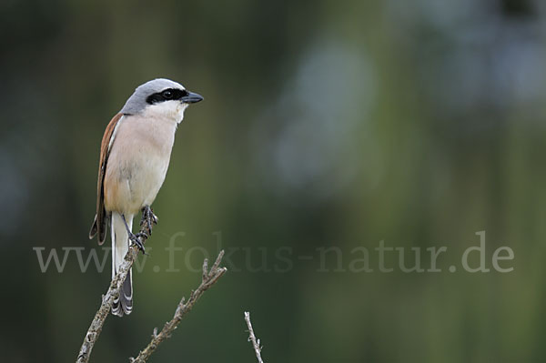 Neuntöter (Lanius collurio)