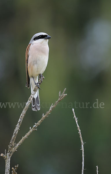 Neuntöter (Lanius collurio)