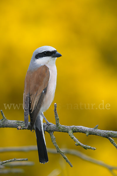 Neuntöter (Lanius collurio)