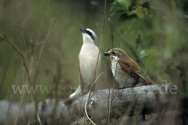 Neuntöter (Lanius collurio)