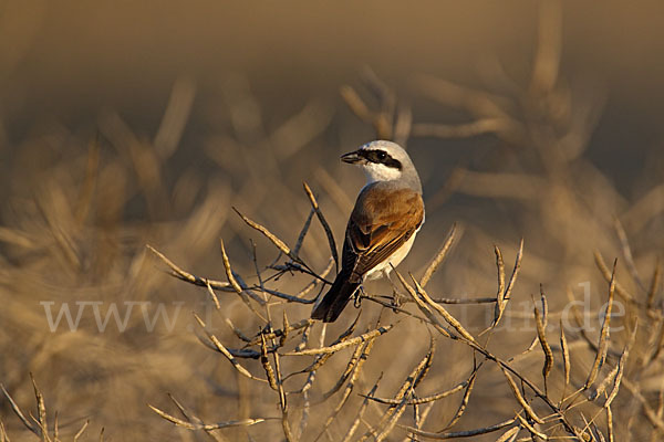 Neuntöter (Lanius collurio)