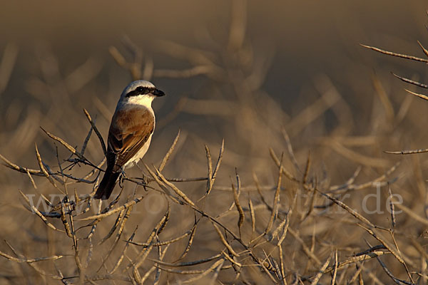 Neuntöter (Lanius collurio)