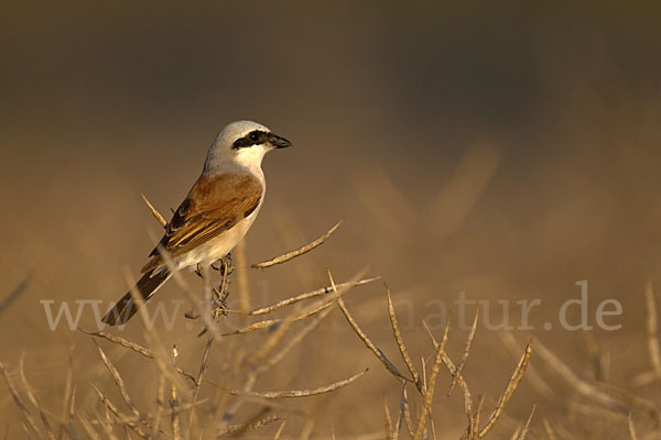 Neuntöter (Lanius collurio)