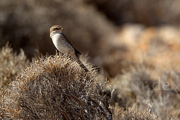 Neuntöter (Lanius collurio)