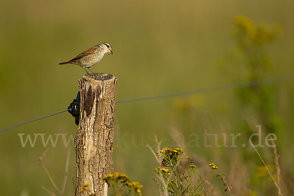 Neuntöter (Lanius collurio)