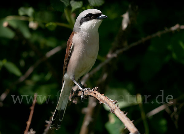 Neuntöter (Lanius collurio)