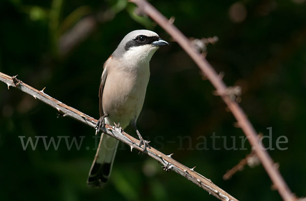 Neuntöter (Lanius collurio)