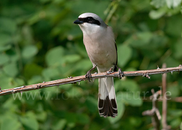 Neuntöter (Lanius collurio)