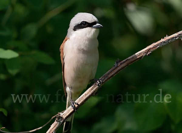 Neuntöter (Lanius collurio)