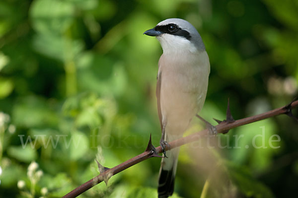 Neuntöter (Lanius collurio)