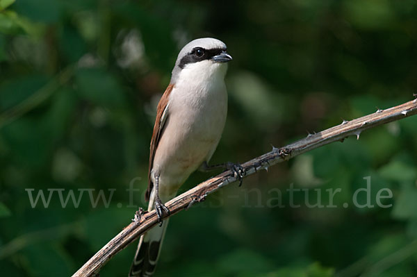 Neuntöter (Lanius collurio)