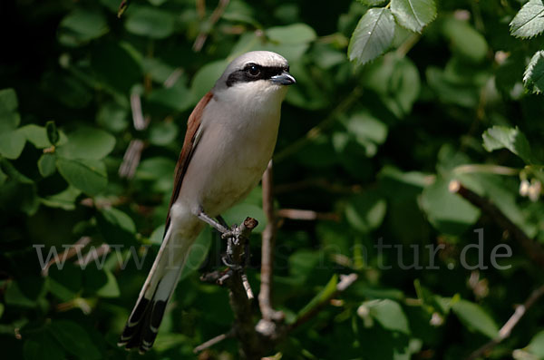 Neuntöter (Lanius collurio)