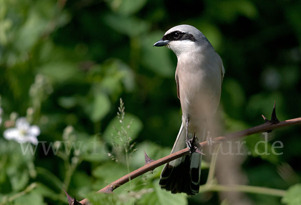 Neuntöter (Lanius collurio)