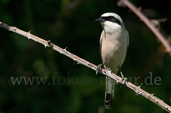 Neuntöter (Lanius collurio)