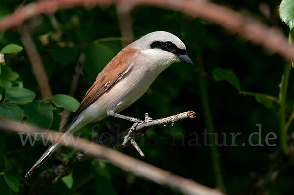 Neuntöter (Lanius collurio)