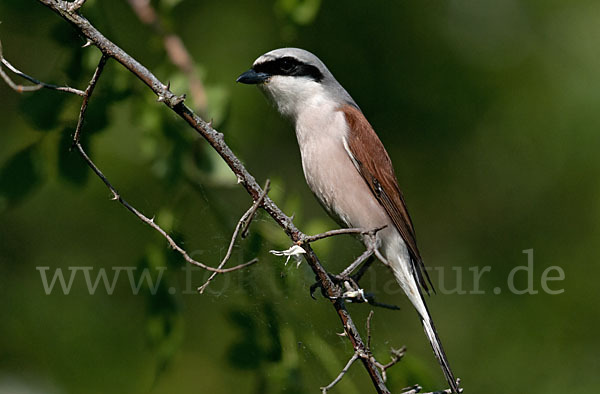 Neuntöter (Lanius collurio)